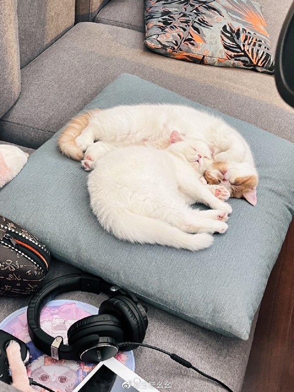 #珈乐魂 #微博评论 小甜猫咪🐱晚安被评论的微博 玉桂幺幺的微博直播34 秒前 属地河南 | 玉桂幺幺