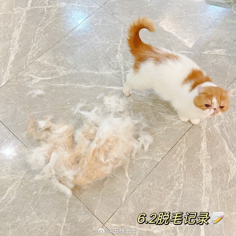 #微博评论 真相减肥第一天晚安uuu被评论的微博 三松许玉桂幺幺         🤍   🤍    🤍  𝑪𝒉𝒊𝒍𝒅𝒓𝒆𝒏'𝒔 𝑫𝒂𝒚⚡️⚡️“使生活如此美丽的   是我们藏起来的真诚和童心”   祝uuu 💕儿童节快乐   六月🦋🎀顺顺利利翻前几年的照片感叹了一下午长头发真的可以做好多发型哦哭😭 ...全文7 秒前 属地河南 | 玉桂幺幺