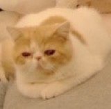 #b站相册动态 ＃小狗说 恭喜36 秒前 | -三松许-