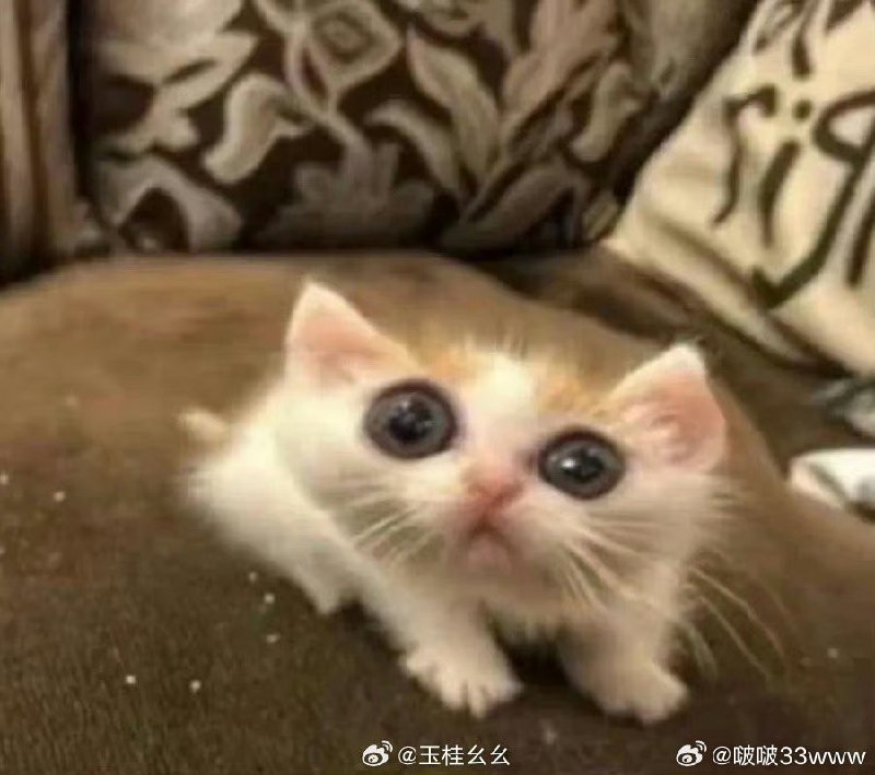 #微博评论回复 狩猎到的表情包被回复的评论 2 分钟前 @啵啵33www