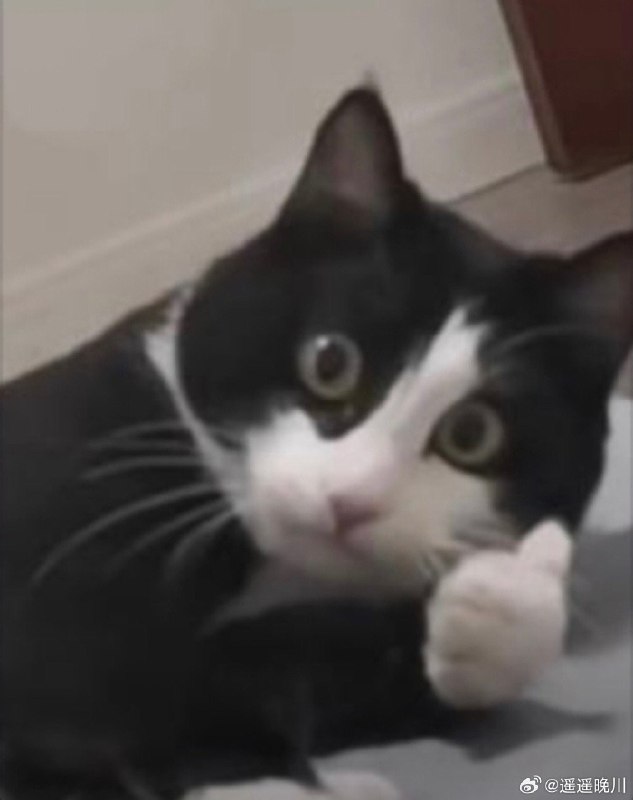 #微博评论回复 奶牛猫[心相印]被回复的评论 10 分钟前 @遥遥晚川