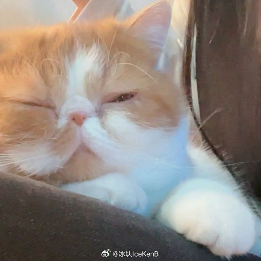 #微博评论回复 驳回被回复的评论 9 分钟前 @冰块IceKenB