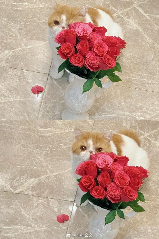 #微博评论 生日快乐真相哥哥被评论的微博 三松许玉桂幺幺 🤍  #starlink偶像计划##微博电台计划#  🤍  甜妹不吃香 月圆捉小狼  🤍                【calc】 🩵   竖屏直拍 🤍🩵🤍🩵巡り会いも結局運命で，邂逅说到底也是命运，全ては筋書き通りだって，一切按照脚本进行，都合良く考えられたら，若 ...全文2 分钟前 属地河南 | 玉桂幺幺